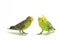 A pair of common parakeets budgerigar, Melopsittacus undulatus, budgie