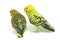 A pair of common parakeets budgerigar, Melopsittacus undulatus, budgie