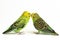 A pair of common parakeets budgerigar, Melopsittacus undulatus, budgie