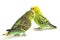 A pair of common parakeets budgerigar, Melopsittacus undulatus, budgie