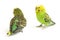 A pair of common parakeets budgerigar, Melopsittacus undulatus, budgie