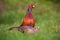 Pair of common pheasants, phasianus colchicus in spring.