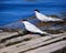 Pair of common Terns