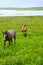 A pair of Connemara pony horses grazing freely in the wilderness of Connemara