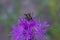 A pair of conopid flies (Conops quadrifasciatus) seen in tandem, the male clinging to the back of the female as