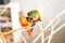 Pair of conure birds cuddling lovebirds romantic relationship concept