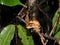 Pair of Convict tree frog at night