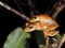 Pair of Convict tree frog at night