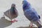 Pair of cooing pigeons