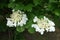 Pair of corymbs of white flowers of Viburnum opulus in May