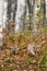 Pair of Cougar Kittens (Puma concolor) Crawl Out of Weeds Autumn