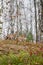 Pair of Cougar Kittens Puma concolor Stand at Top of Forest Embankment Autumn