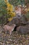 Pair of Cougars Puma concolor Look at Each Other at Rock Den Autumn