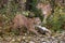 Pair of Cougars Puma concolor Walk in and at Edge of Woods Autumn