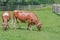 Pair of Cows Eating in Pasture, Log Fence