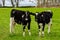 A pair of cows on a green meadow