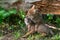 Pair of Coyote Pups Canis latrans Lies Together Near Log Summer