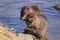 Pair of coypus, Myocastor coypus, sitting in water and washing fur. Rodent also known as nutria, swamp beaver or beaver rat.