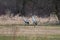 Pair of cranes walking in a meadow in early spring