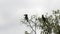 Pair crowned hornbill in a tree at lake manyara- 4K 60p