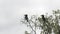pair crowned hornbill in a tree at lake manyara- 4K 60p