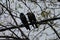 A pair of crows perched in the branches of a neem tree on a rainy day