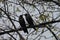 A pair of crows perched in the branches of a neem tree on a rainy day