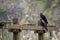 A pair of crows sitting on a electric pole