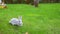 Pair of cute adorable white and grey fluffy rabbit sitting on green grass lawn at backyard.Small sweet bunny walking by