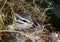 Pair of Cute Cliff Chipmunks Peek from Nest Close Up