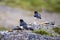 Pair of cute Eurasian oystercatchers standing on rocks on a blurred background in Iceland