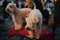 Pair of cute fox terriers on the exhibition