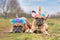 Pair of cute French Bulldog dogs dressed up with unicorn costume headbands with flowers lying down