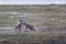 Pair of cute little hyenas playing together in a gloomy field in the Amboseli National Park in Kenya