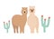 Pair of cute llamas isolated on white background. Couple of beautiful funny wild South American animals standing