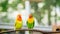 A pair of cute lovebird agapornis fischery