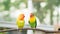A pair of cute lovebird agapornis fischery