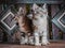 A pair of cute lover stripe cat at the wooden background.