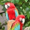 Pair cute macaw sitting on branch