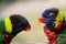 A pair of cute multi-colored parrots look at each other