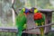 A pair of cute multi-colored parrots look at each other