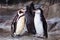A pair of cute penguins the Humboldt penguin are facing each other, the bird relationship is love or care for the offspring