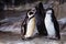 A pair of cute penguins the Humboldt penguin are facing each other, the bird relationship is love or care for the offspring