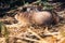 Pair Cute Prairie Dog Facing left