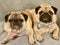 Pair of cute pugs lying side by side and looking at viewer