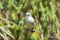 Pair of cute Swee Waxbill finches perch on a branch