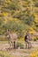 Pair of cute wild burros in the desert