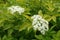 Pair of cymes of gold leaf European elderberry