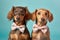 Pair of Dachshund dogs with bowties on pastel blue background
