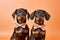 Pair of Dachshund dogs with bowties on porange background
